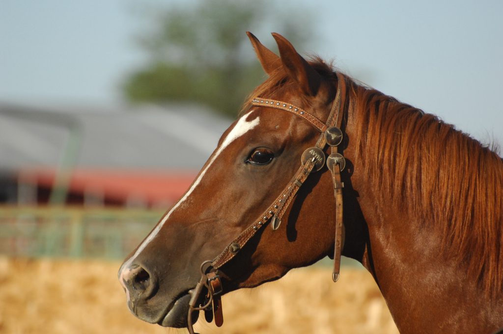 Picking a winner Horse racing image header